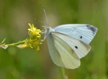 Pieris rapae (Küçük beyazmelek) – Ahmet Güngör, İzmir