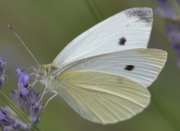 Pieris rapae (Küçük beyazmelek) – Ahmet Güngör, İzmir
