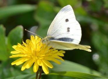 Pieris rapae (Küçük beyazmelek) – Ahmet Güngör, İzmir
