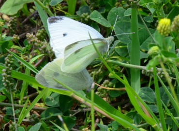Pieris rapae (Küçük beyazmelek) – Ahmet Güngör, Ordu