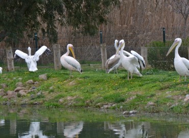 Pelecanus onocrotalus (Ak pelikan) – Ahmet Güngör, İzmir