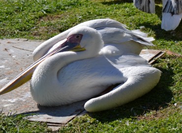 Pelecanus onocrotalus (Ak pelikan) – Ahmet Güngör, İzmir