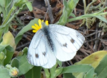 Pieris pseudorapae (Yalancı beyaz melek) – Ahmet Güngör, Manisa