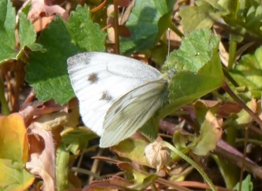 Pieris pseudorapae (Yalancı beyaz melek) – Ahmet Güngör, Manisa