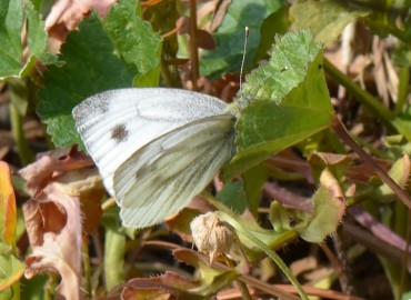 Pieris pseudorapae (Yalancı beyaz melek) – Ahmet Güngör, Manisa