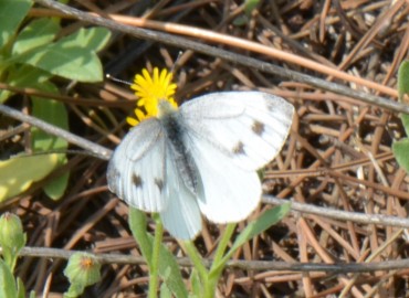 Pieris pseudorapae (Yalancı beyaz melek) – Ahmet Güngör, Manisa