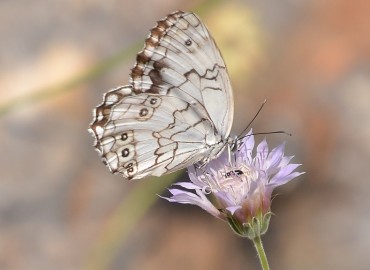 Melanargia titea (Levantin melikesi) – Ahmet Güngör, Mersin