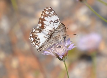 Melanargia titea (Levantin melikesi) – Ahmet Güngör, Mersin