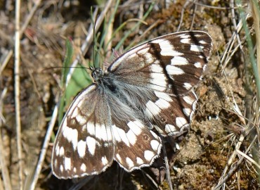 Melanargia larissa (Anadolu Melikesi) – Ahmet Güngör, İzmir