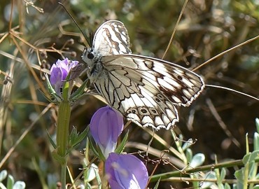 Melanargia larissa (Anadolu Melikesi) – Ahmet Güngör, İzmir