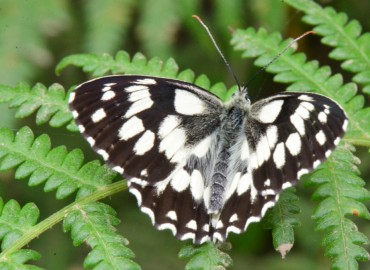 Melanargia galathea (Orman Melikesi) – Ahmet Güngör, Ordu