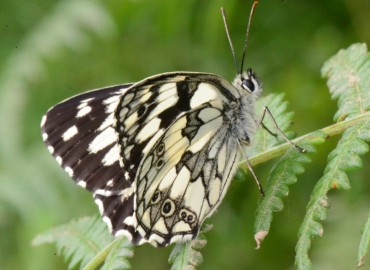 Melanargia galathea (Orman Melikesi) – Ahmet Güngör, Ordu