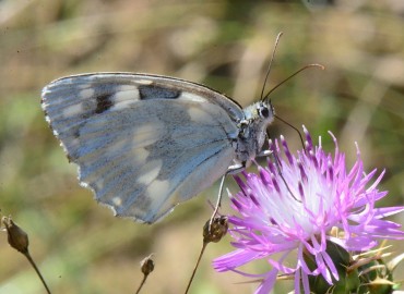 Melanargia galathea (Orman Melikesi) – Ahmet Güngör, Samsun