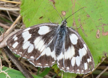 Melanargia galathea (Orman Melikesi) – Ahmet Güngör, Samsun
