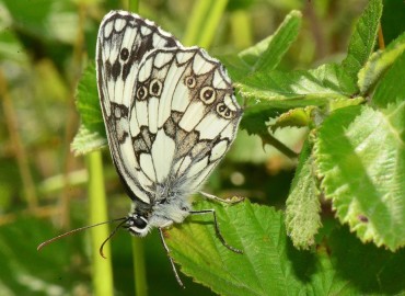 Melanargia galathea (Orman Melikesi) – Ahmet Güngör, Samsun