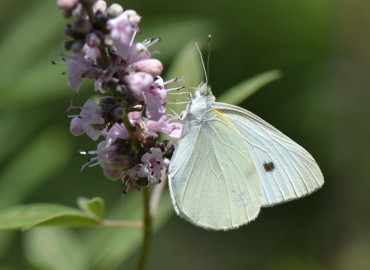 Pieris rapae (Küçük beyazmelek) – Ahmet Güngör, İzmir