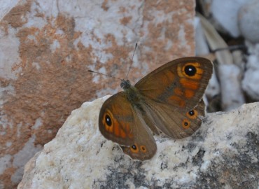 Lasiommata maera (Esmer boncuk) – Ahmet Güngör, Mersin