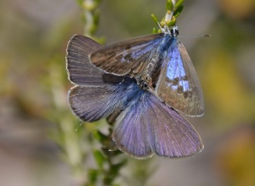 Leptotes pirithous (Mavizebra) – Ahmet Güngör, İzmir