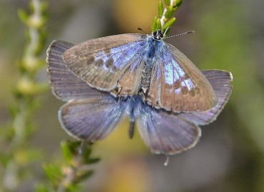 Leptotes pirithous (Mavizebra) – Ahmet Güngör, İzmir
