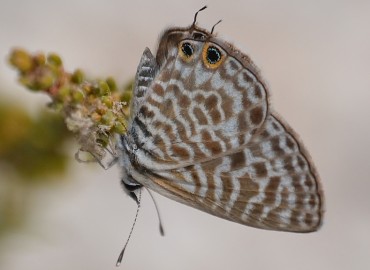 Leptotes pirithous (Mavizebra) – Ahmet Güngör, İzmir