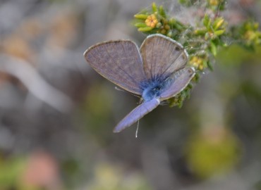 Leptotes pirithous (Mavizebra) – Ahmet Güngör, İzmir