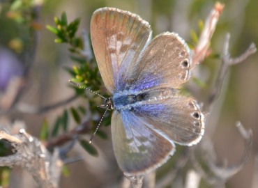 Leptotes pirithous (Mavizebra) – Ahmet Güngör, İzmir