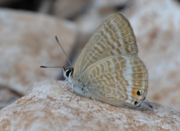 Lampides boeticus (Lampides) – Ahmet Güngör, İzmir