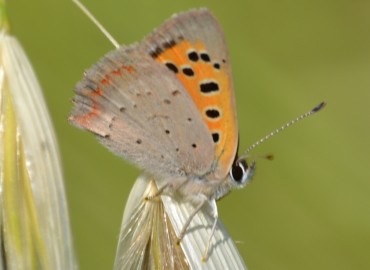 Lycaena phlaeas (Benekli Bakır) – Ahmet Güngör, İzmir