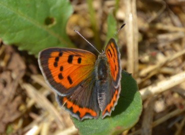 Lycaena phlaeas (Benekli Bakır) – Ahmet Güngör, İzmir