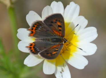 Lycaena phlaeas (Benekli Bakır) – Ahmet Güngör, İzmir