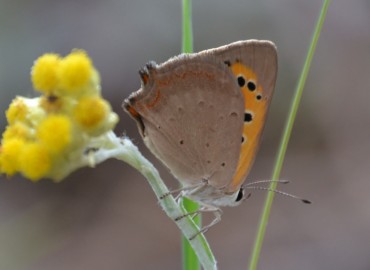 Lycaena phlaeas (Benekli Bakır) – Ahmet Güngör, İzmir