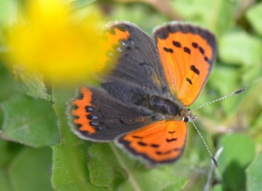 Lycaena phlaeas (Benekli Bakır) – Ahmet Güngör, İzmir