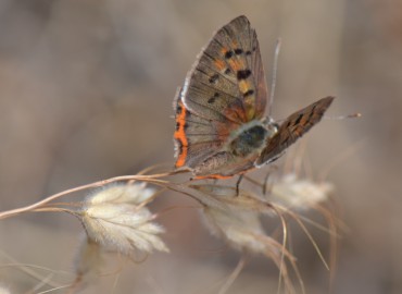 Lycaena phlaeas (Benekli Bakır) – Ahmet Güngör, İzmir