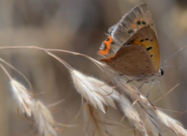 Lycaena phlaeas (Benekli Bakır) – Ahmet Güngör, İzmir