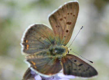 Lycaena phlaeas (Benekli Bakır) – Ahmet Güngör, İzmir