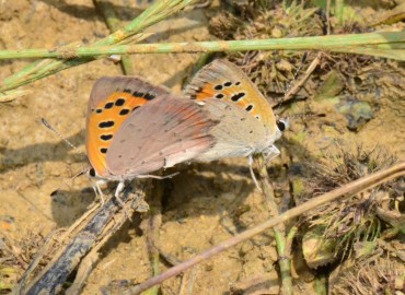 Lycaena phlaeas (Benekli Bakır) – Ahmet Güngör, Samsun