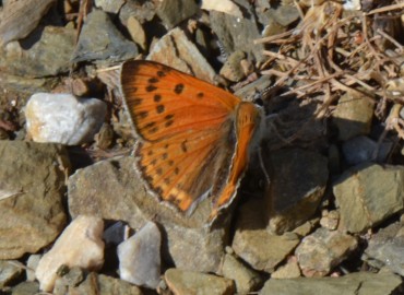 Lycaena asabinus (Anadolu ateşgüzeli) – Ahmet Güngör, Konya