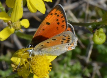 Lycaena asabinus (Anadolu ateşgüzeli) – Ahmet Güngör, Konya