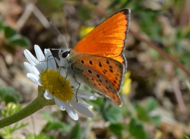 Lycaena ochimus (Alevli ateşgüzeli) – Ahmet Güngör, Konya