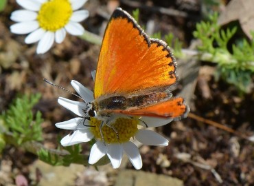 Lycaena ochimus (Alevli ateşgüzeli) – Ahmet Güngör, Konya