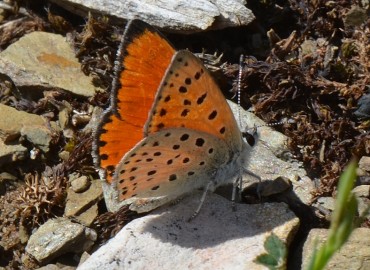 Lycaena ochimus (Alevli ateşgüzeli) – Ahmet Güngör, Konya