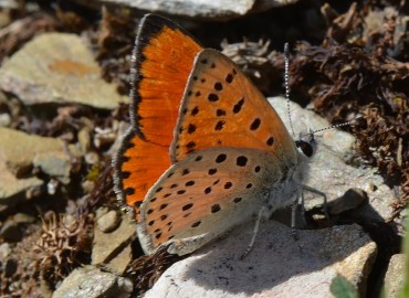 Lycaena ochimus (Alevli ateşgüzeli) – Ahmet Güngör, Konya