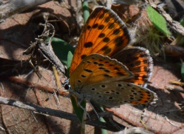 Lycaena thersamon (Küçük Ateş) – Ahmet Güngör, Samsun