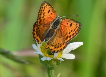 Lycaena thersamon (Küçük Ateş) – Ahmet Güngör, Samsun