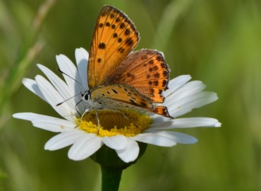 Lycaena thersamon (Küçük Ateş) – Ahmet Güngör, Samsun