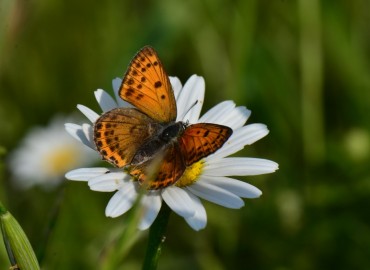 Lycaena thersamon (Küçük Ateş) – Ahmet Güngör, Samsun