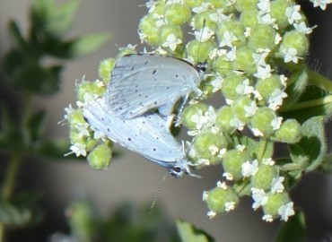 Celastrina argiolus (Kutsal Mavi) – Ahmet Güngör, İzmir