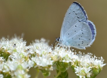 Celastrina argiolus (Kutsal Mavi) – Ahmet Güngör, İzmir