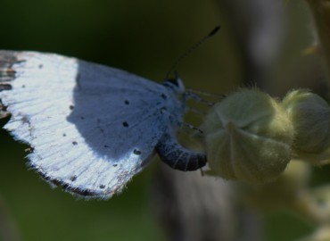 Celastrina argiolus (Kutsal Mavi) – Ahmet Güngör, İzmir