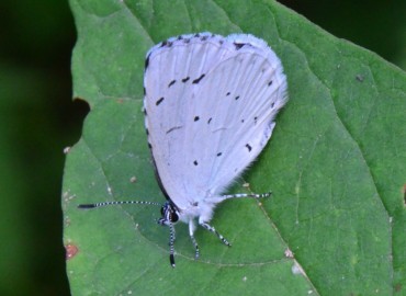 Celastrina argiolus (Kutsal Mavi) – Ahmet Güngör, Ordu